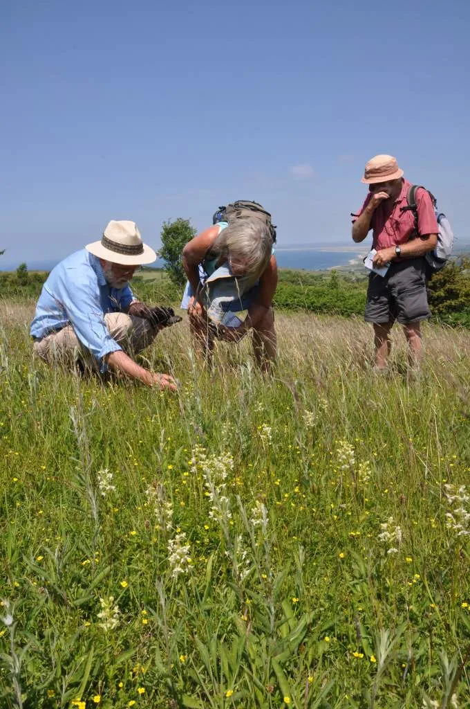 Plantlife Volunteer With Us Butterfly Orchids Cae Blaen Dyffryn