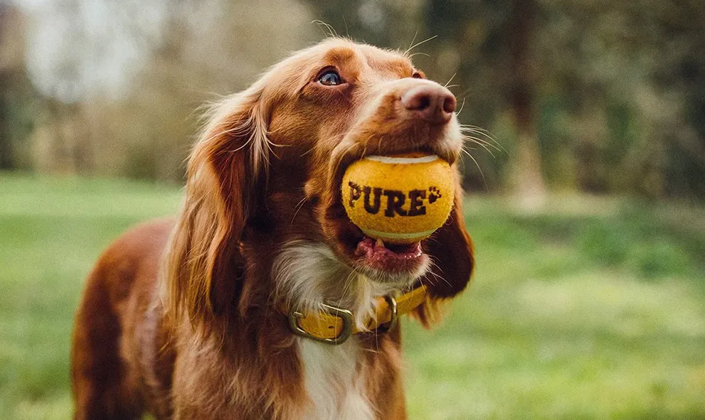 Pure Pet Food Personalised Menus 2